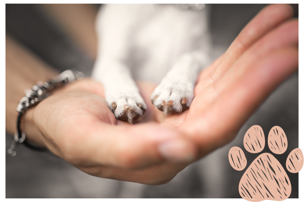 Human hand holding a dog's paws